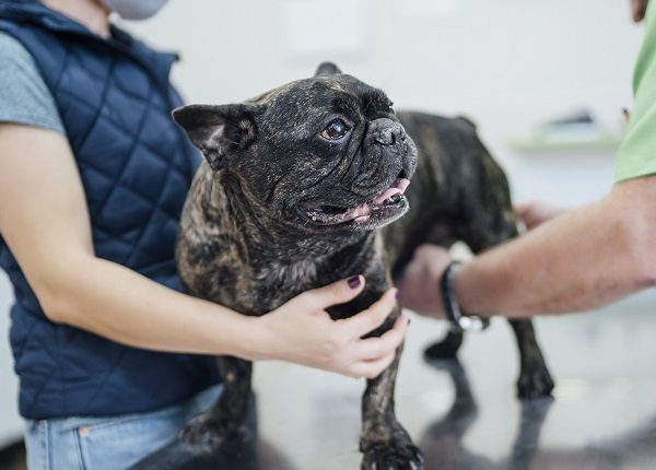 Young woman with pet french bulldog who might have histoplasmosis at vet.