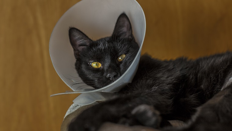 Gezähmte schwarze Katze, Katze mit Plastikkegelkragen nach der Operation, die Katze ruht auf seinem speziellen Katzenbett und sieht verängstigt aus, als sie gerade operiert wurde