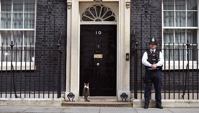 LONDON, ENGLAND - 13. JULI: Larry, die 10 Downing Street-Katze, sitzt außerhalb der 10 Downing Street am 13. Juli 2016 in London, England. (Foto von Kate Green / Anadolu Agency / Getty Images)