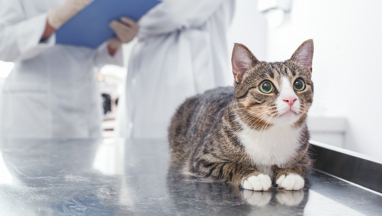 Frau und Mann schreiben eine Krankengeschichte Katze. Konzept der Tierklinik. Dienstleistungen eines Arztes für Tiere, Gesundheit und Behandlung von Haustieren