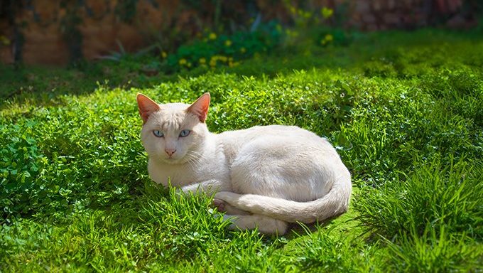 Albino-Katze mit den blauen Augen, die auf Gras liegen