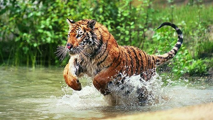 Tiger läuft im Wasser