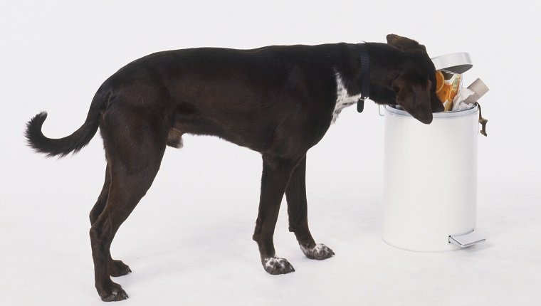 Schwarzer Hund (Canis familiaris) stehend mit seinem Kopf im überlaufenden Pedalbehälter, Seitenansicht.