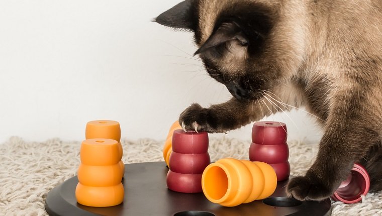 Clevere siamesische Katze, die Haustier-Rätsel löst, um zum Leckerbissen-Quadrat zu gelangen.