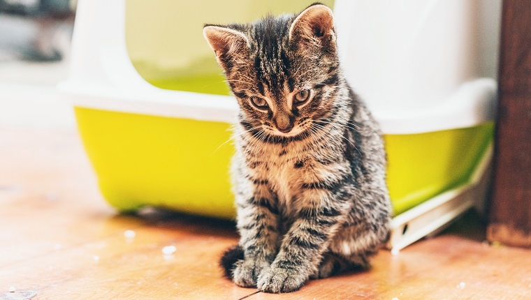 Schläfriges, nachdenkliches kleines Tabby-Kätzchen, das neben seiner Kiste auf dem Holzboden sitzt und schläfrig auf den Boden starrt