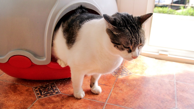 Katze mit Toilette, Katze in Katzentoilette, zum Kacken oder Urinieren, Kacken in sauberer Sandtoilette. Katzentoilette reinigen. Katze, die ihren eigenen Kot in der Katzentoilette betrachtet. Katzenstreu. Katze zu Hause. Tierhandlung.