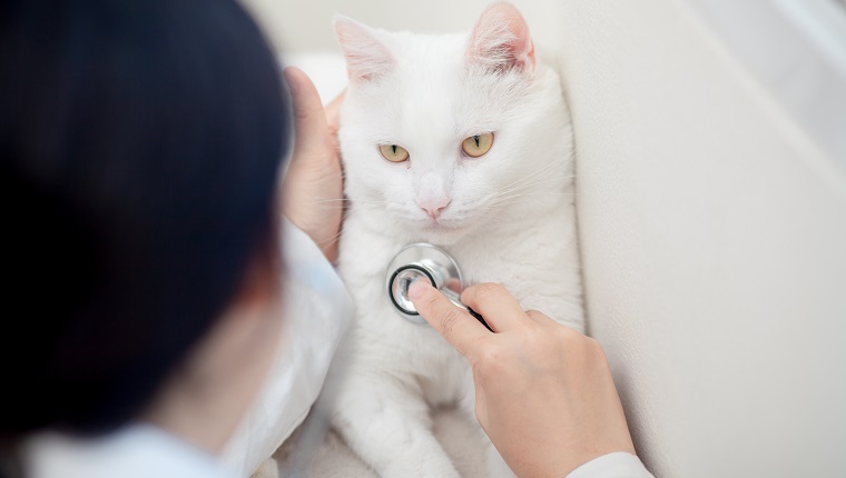 Asiatische Frau des Veterinärarztes, die fette weiße Katze mit Stethoskop auf dem Tisch in der Veterinärklinik untersucht. Tiergesundheit und medizinisches Konzept.