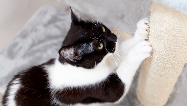 Schwarz-Weiß-Katze schärft Krallen am Kratzbaum