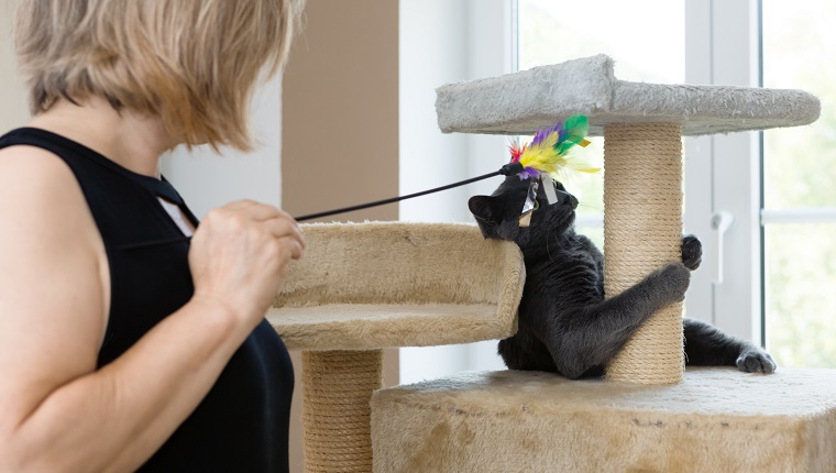 Frau hält Haustier Spielzeug, spielt mit jungen grauen Katze