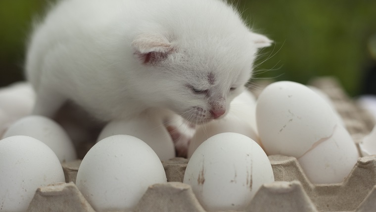 Katze Gekochtes Ei
