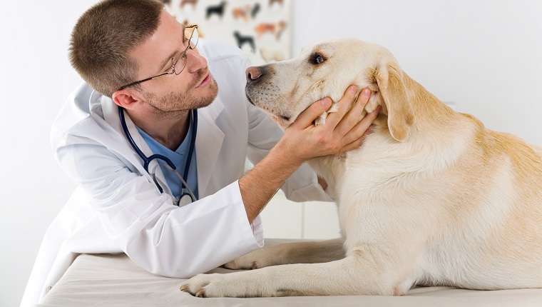 Ein männlicher Tierarzt, der einen Labradorhund untersucht. Von Angesicht zu Angesicht schauen.