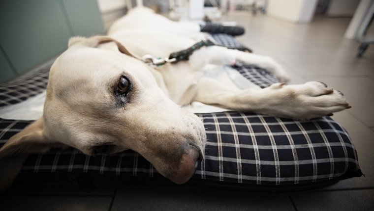 Kranker Labrador Retriever in der Tierklinik.