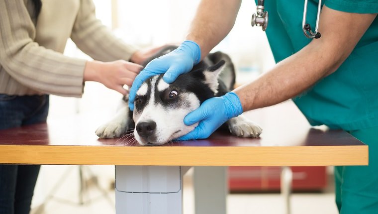 Der Tierarzt untersucht einen niedlichen Siberian Husky mit seinem Besitzer im Krankenhaus. Der Tierarzt untersucht einen niedlichen Siberian Husky mit seinem Besitzer im Krankenhaus.