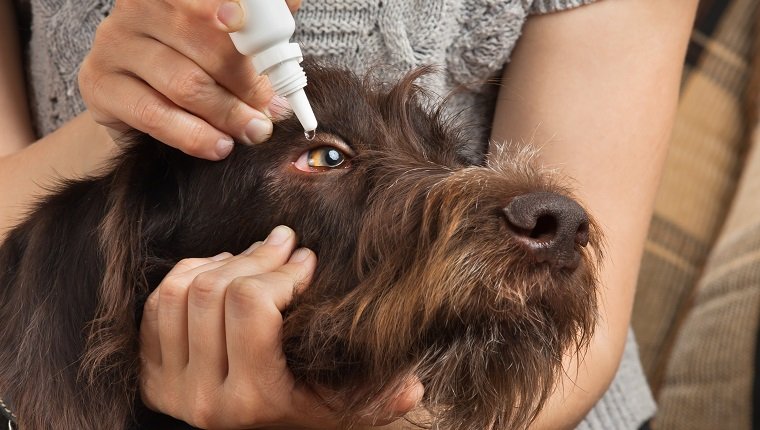 Hände der Frau tropfen Antibiotika Tropfen auf die Augen des Hundes