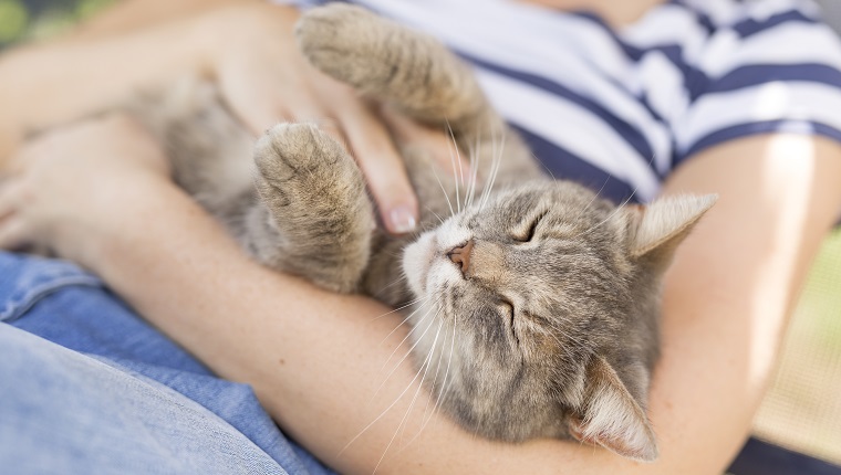 Draufsicht auf eine pelzige Tabby-Katze, die auf dem Schoß ihres Besitzers liegt und es genießt, gekuschelt und schnurrt zu werden.