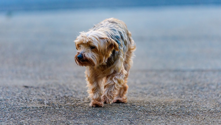 Yorkshire Terrier Mix Shelter Hund wandert durch die Straßen