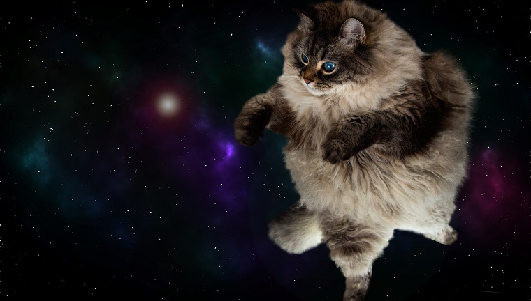 lustige flauschige Katze im Raum mit Galaxienhintergrund