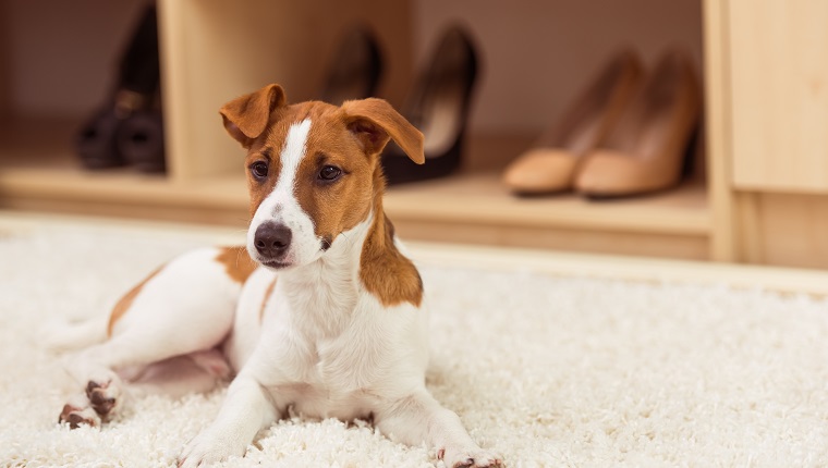 Netter kleiner Hund schaut weg, während er auf einem beigen Teppich in einem Ankleidezimmer liegt
