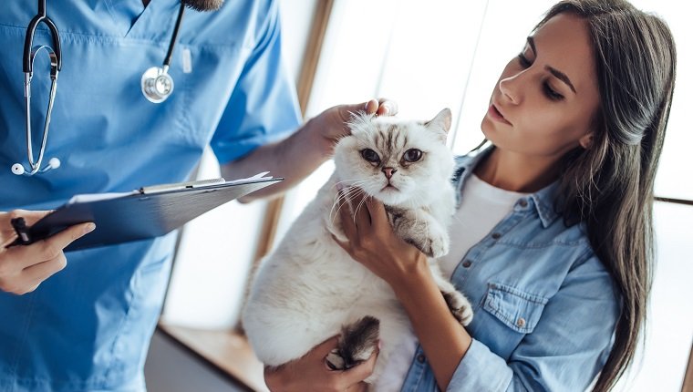 Das abgeschnittene Bild des gutaussehenden Tierarztes in der Tierklinik untersucht die niedliche Katze, während sein Besitzer in der Nähe steht und Haustier auf Händen hält.