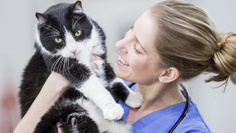 Eine kaukasische Tierärztin ist drinnen in einer Tierklinik. Sie trägt medizinische Kleidung. Sie hält eine schwarz-weiße erwachsene Katze hoch und lächelt sie an.