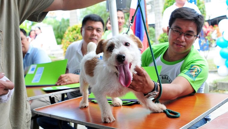 MANILA, PHILIPPINEN - 28. SEPTEMBER: Hunde werden angezogen und gepflegt, wenn sie an einem Wettbewerb während der Feierlichkeiten zum Welttollwuttag am 28. September 2013 in der Gemeinde Cainta, Philippinen teilnehmen. Der Welttollwuttag ist eine internationale Kampagne, die am 28. September stattfindet. Der 2007 gestartete Welttollwuttag soll das Bewusstsein für die Auswirkungen von Tollwut auf Mensch und Tier auf die öffentliche Gesundheit schärfen. 
