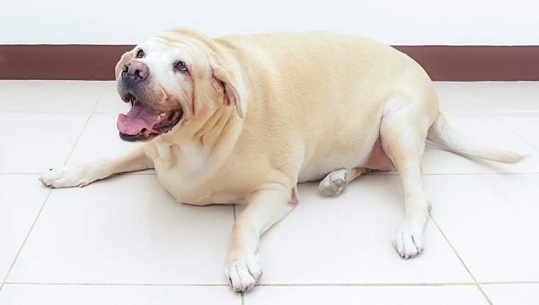 fetter Labradorhund auf dem Boden, 8 Jahre alt.