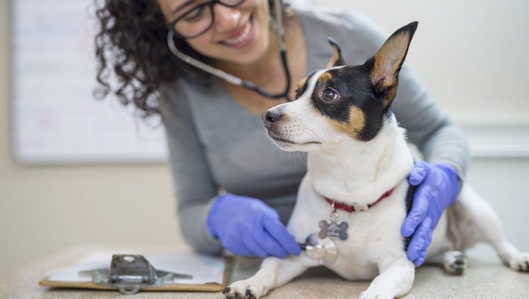 Weiblicher Tierarzt, der eine Untersuchung am kleinen Hund durchführt