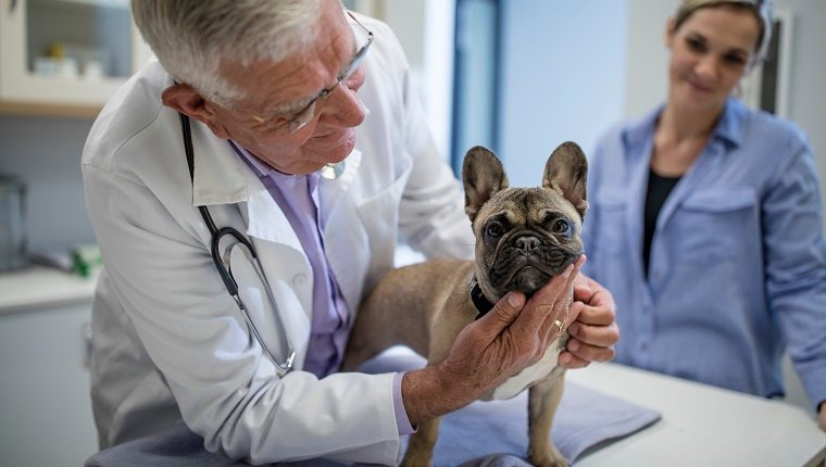 Zyrtec (Cetirizin) Hunde: Verwendung, Dosierung und Nebenwirkungen | Haustiere Welt