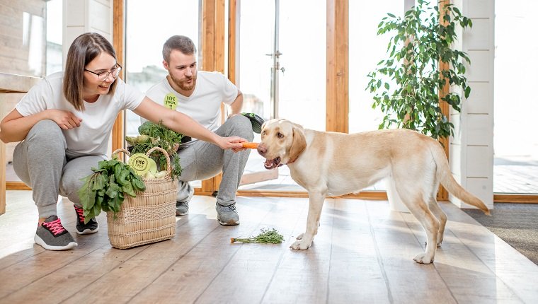 Junges Paar, das seinen Hund mit gesundem grünem Futter vom Öko-Markt zu Hause füttert