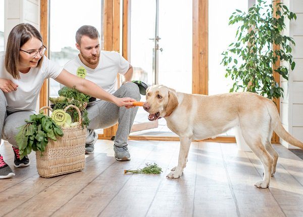 Young couple feeding their dog with healthy green food from the eco market at home