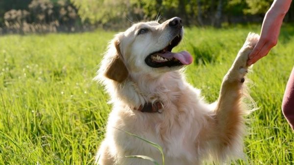 Portrait of Golden Retriever giving paw