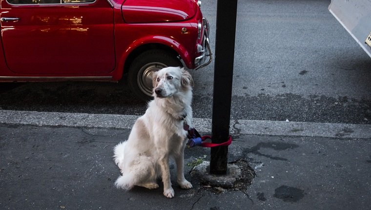Dog Tied Up With Pole On Sidewalk