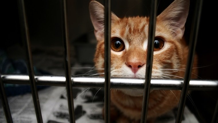 orange Katze im Hundepfund während der Adoption einer weniger adoptierbaren Haustierwoche