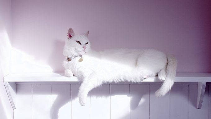 weiße Katze liegend. unterscheidet sich diese Katze von Albino-Katzen?