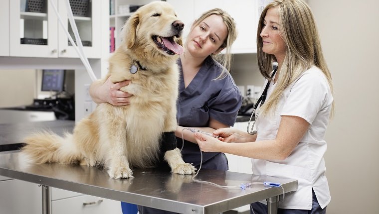 Veterinarian attaching an IV drip to a golden retriever at a vet clinic