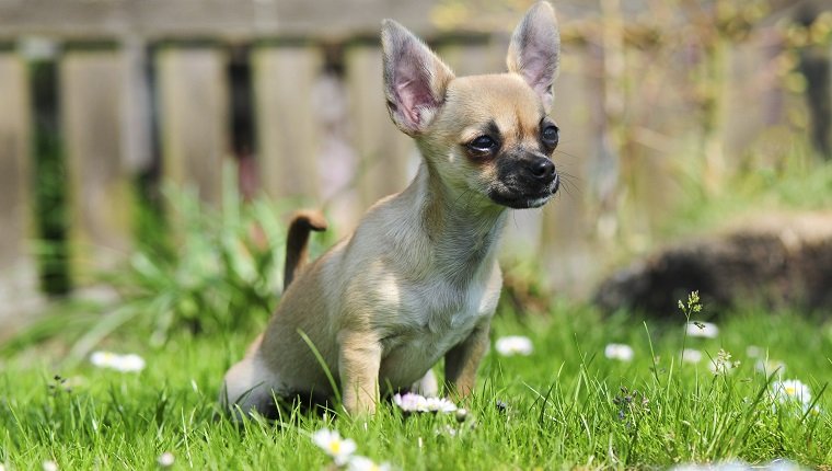 Chihuahua Welpe macht Pipi im Gras.