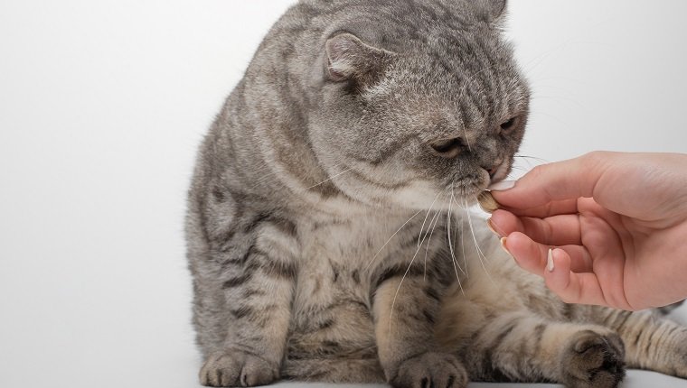 Schottische Katze in Farbe Whiskas. Eine Katze erhält eine Dosis von Medikamenten, möglicherweise Cerenia, von Veteneur auf weißem Hintergrund, isolieren