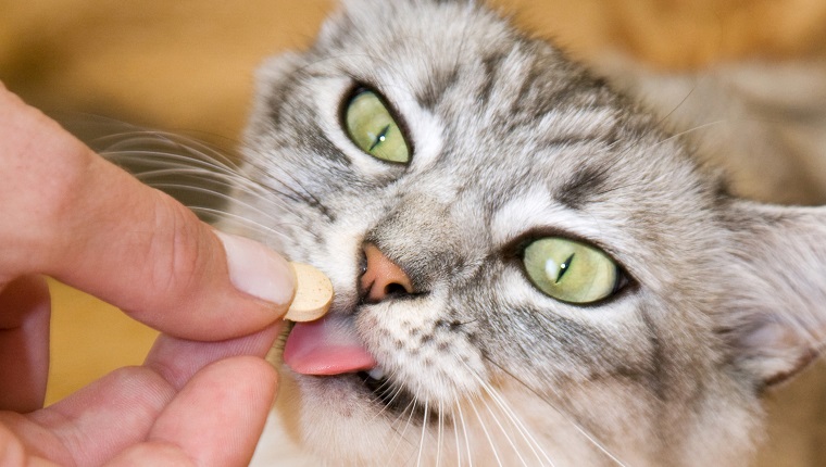 Grau gestreifte Katze frisst eine Pille, möglicherweise Chlorpheniramin, aus der Hand des Besitzers
