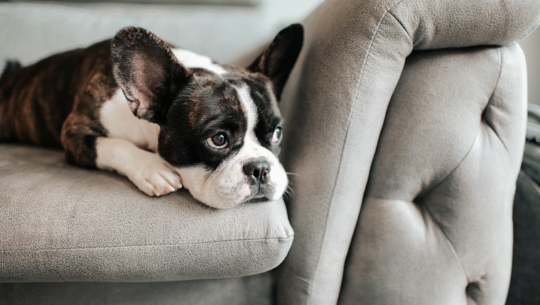 eine gelangweilte französische Bulldogge, die sich hinlegt und auf dem Sofa ruht und nach draußen schaut. Möglicherweise benötigen Sie Flohsamen für Bauchbeschwerden.
