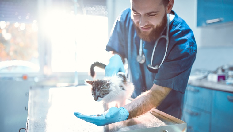 Männlicher Tierarzt kümmert sich um Cute Kitty und gibt möglicherweise Fluconazol