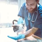 Male Vet Taking Care Of Cute Kitty, possibly giving fluconazole