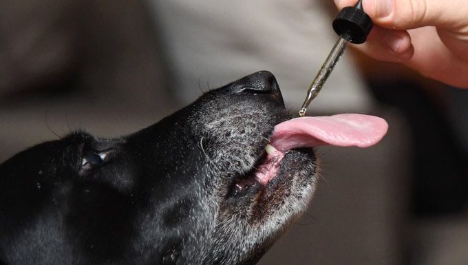 Ganzheitliche Therapie: Hund nimmt Tinktur der Alternativmedizin