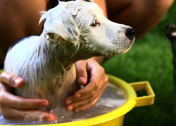 kid wash white puppy dog in yellow basin on summer garden green background