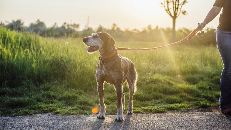 Alter Hund an der Leine im Freien in Strahlen der untergehenden Sonne
