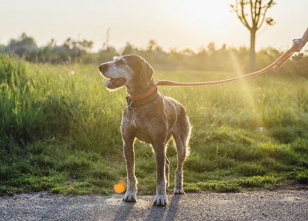Old hound on leash outdoors in rays of setting sun