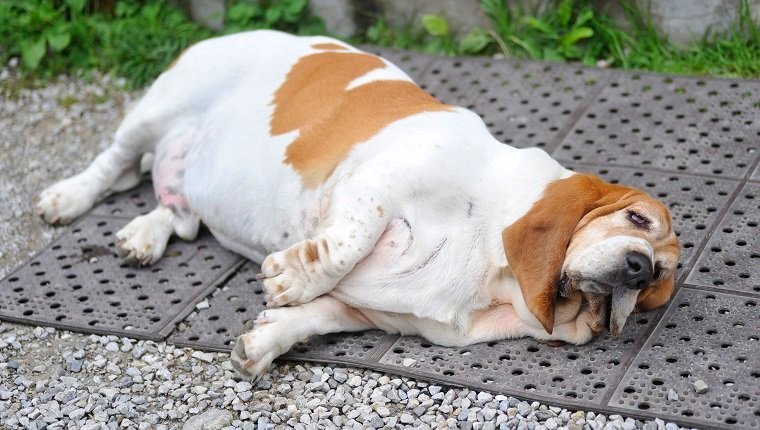 fetter Hund, der mit Fettleibigkeit auf dem Boden liegt