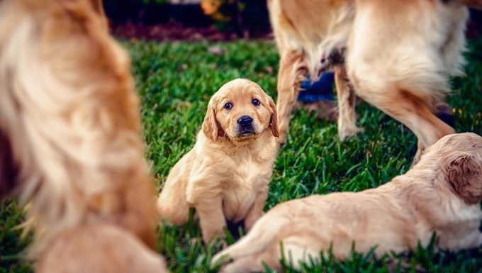 Ist Ihr Hund gestresst? Hier sind 5 mögliche Anzeichen Haustiere Welt