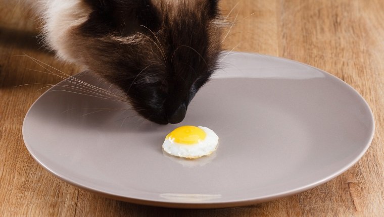Können Katzen Eier essen? Sind Eier gut für Katzen? Haustiere Welt