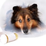 Sick Sheltie or Shetland sheepdog with dog cone collar and aspirin medicine bottles in the foreground (NOT ISOLATED)