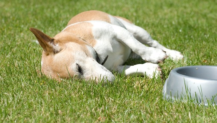 Kann ich meinem Hund Tums geben? Ist Tums sicher für Hunde? Haustiere